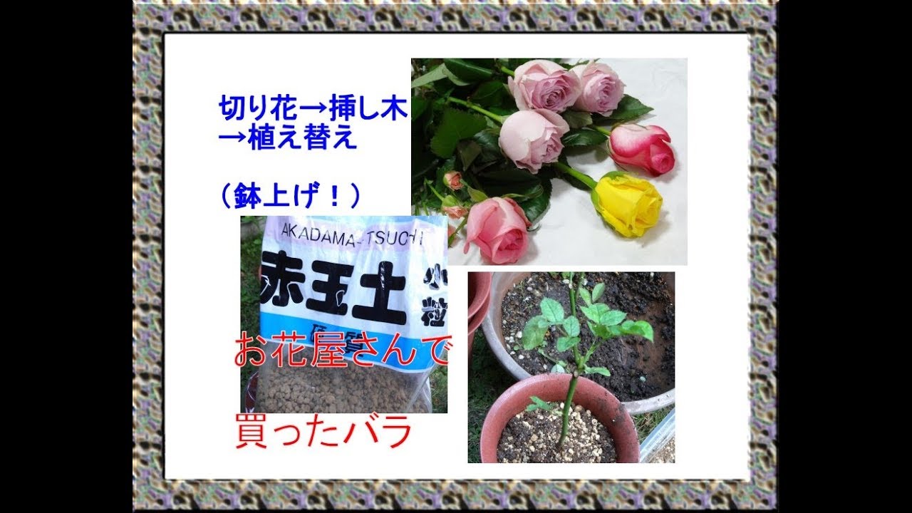 挿し木の薔薇の植え替え 鉢上げ 切り花を植木鉢に Youtube
