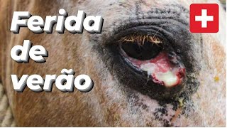 POR DENTRO DO BICHO | HABRONEMOSE CUTÂNEA NO CAVALOS