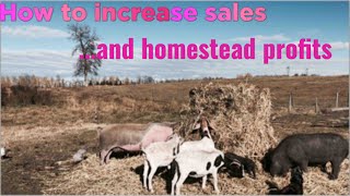 How to increase homestead sales and profits, ways that actually work for us!!! No gimmicks!! by The Frugal Farmstead 194 views 1 year ago 9 minutes, 21 seconds