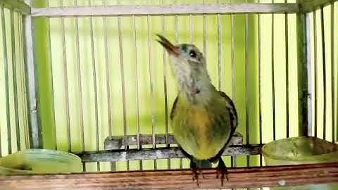 Masteran kolibri KELAPA TROTOL Gacor besetan TAJAM || Kolibri manggar gacor