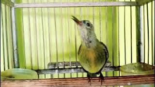 Masteran kolibri KELAPA TROTOL Gacor besetan TAJAM || Kolibri manggar gacor