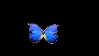 Butterfly Animation