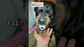 Scary Rottweiler Is Scared Of Mom!