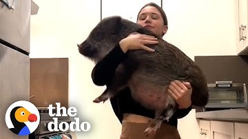 Pig Opens His Rat Siblings