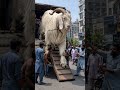 Ma sha Allah.Eid ul azha.Qurbani ka janwar #ameen #al #hafidh #alhaji #shortvideo