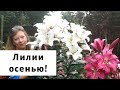 ✅Посадка лилий осенью. Когда именно высаживать луковицы лилии?