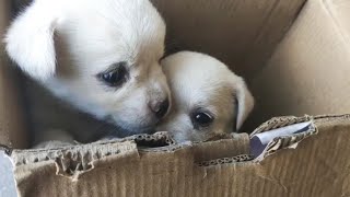 Two Abandoned Puppies Peeking Outside In a Cardboard Box