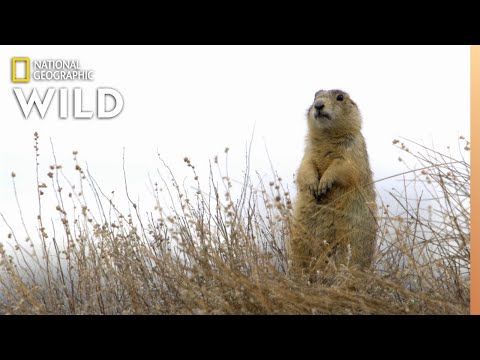 Prairie Dog Fight | Prairie Dog Manor