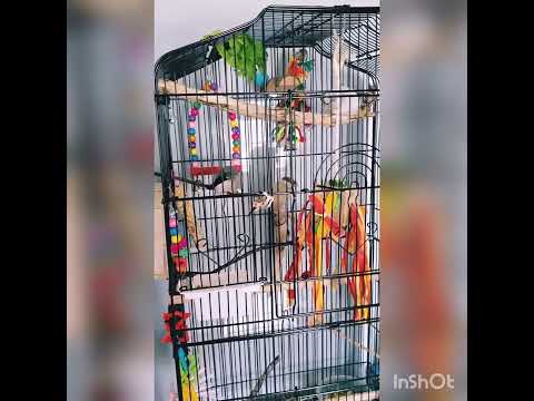 Female Java Finch Song + Dance, or is Gloria actually Male? 🤔