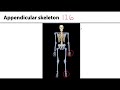 Axial Versus Appendicular Skeleton Essentials