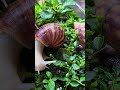 Snail Siput Bekicot #snail #siput #bekicot