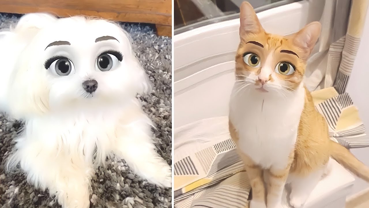 Cat filter on Douyin app leaves pets hilariously confused