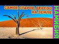 Самое старое дерево на Земле находится в Мертвой долине Намибии?