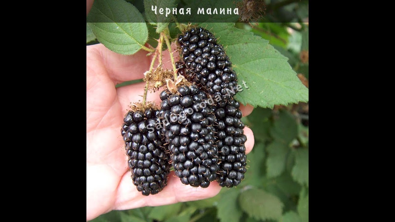 чёрная малина сорта фото онлайн