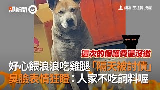 好心餵流浪狗吃雞腿「隔天被討債」浪浪臭臉表情狂瞪|寵物|動物|米克斯犬|狗狗 好心餵流浪狗吃雞腿「隔天被討債」浪浪臭臉表情狂瞪|寵物|動物|米克斯犬|狗狗