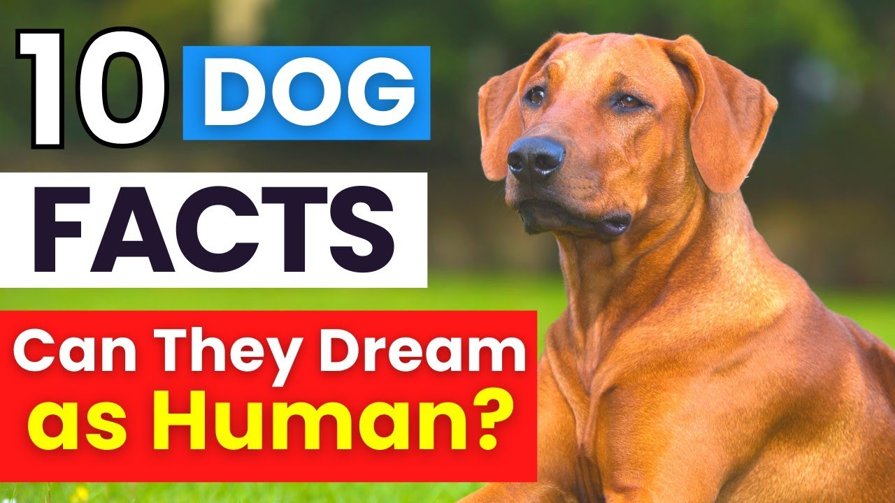 The Top 10 FACTS About Dogs You Don't Know YouTube