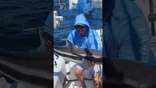 It&#39;s all about the Chase! #shark #kingmackerel #hook #boat #justfishing