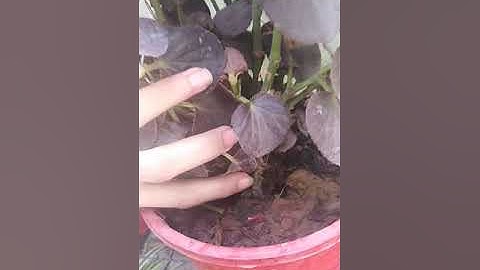 Zoom Science online class lecture summary PMS Boys-2 (27/5/2021)