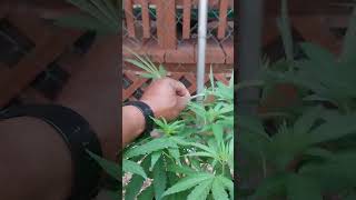 Super cropping the 3 Cherry Desiel plants outside.