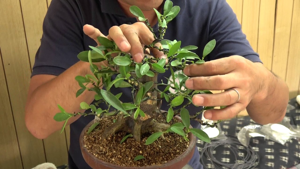 盆栽道具 針金 アルミ線 1kg巻 (0.8mm ~ 6mm) - 盆栽、園芸道具の兼進