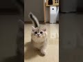 Little munchkin cat cat shorts tiktok viral