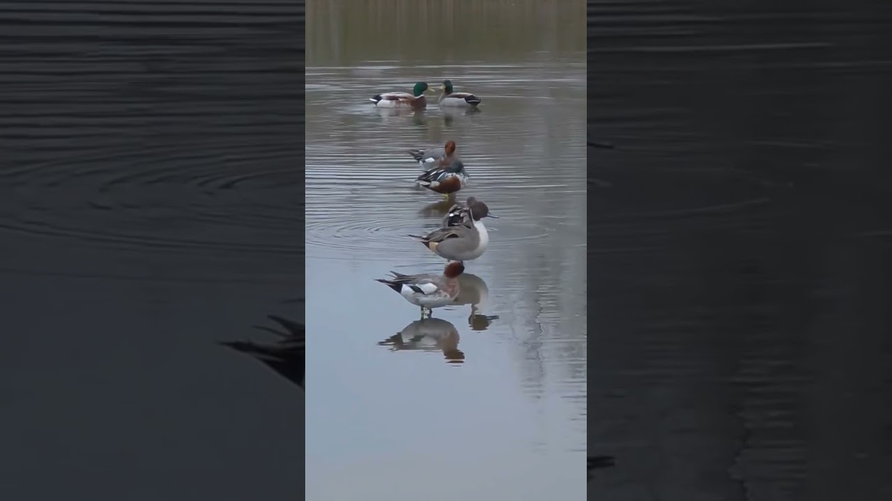 Mix ducks call sound 