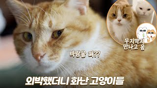 2박 3일 외박했더니 단단히 화가 난 고양이들 (feat. 김메주, 김쫀떡, 무지막지 집사) | 무지 막지 영접하고 왔어요 | 쫀니와 쪼꼬미들 | 🏝️베베집사 제주살이