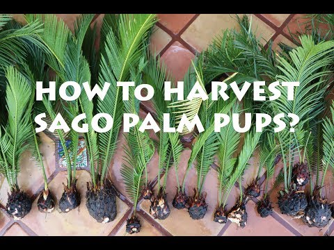 How to Harvest Sago Palm Pups? King Sago or Japanese Sago Palm