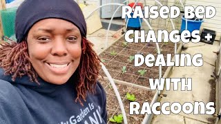 Raised Bed Changes + Dealing w/ Raccoons in the Garden