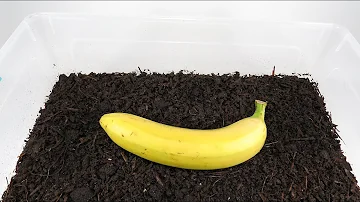 What fruit can worms eat?