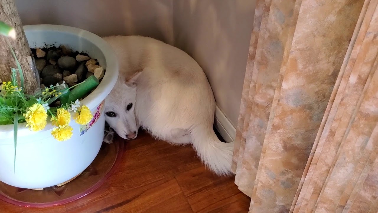 Jindo La Luna Dog HideandSeek 진돗개 Chó Hàn Quốc YouTube