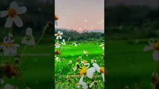 Ağlama Karanfi̇l...