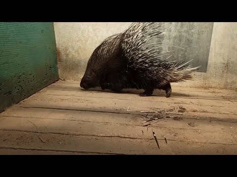 В Самаре дикобраз