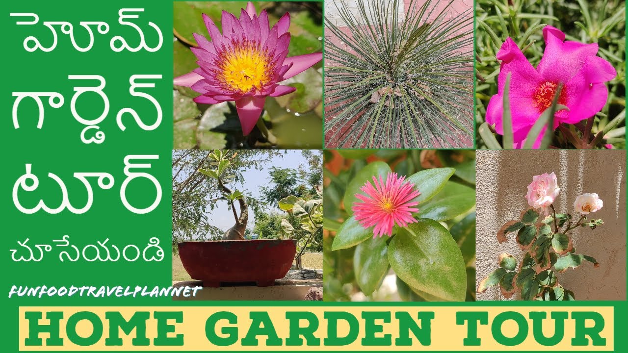 Garden Tour in Telugu Beautiful Garden Home Gardening in Telugu