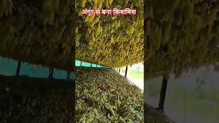अंगूर से बना किशमिश kishmish Nashik me kiya tayar kaise #shorts #viral