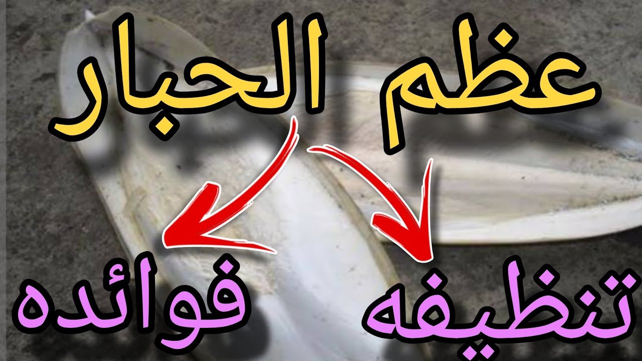 فوائد  عظم الحبار (السبيا )  للطيور طريقة تنظيفه وتقديمه لطيورك