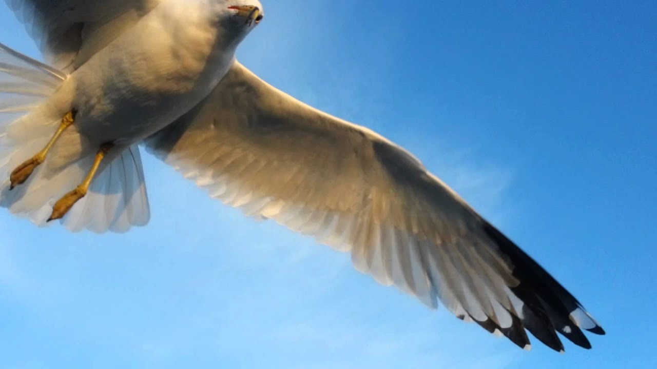 More gulls at Ft. Phoenix, MA March 14, 2014