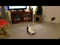 Toy free rolly polly time!