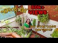 My Staircase garden tour |  സ്റ്റെയർകേസ്സ് ഗാർഡൻ  ടൂർ