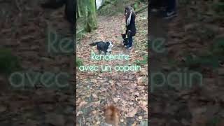 Ballade Éducative - 2 Staffies Dun An