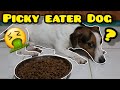 PICKY EATER DOGS (TAGALOG)