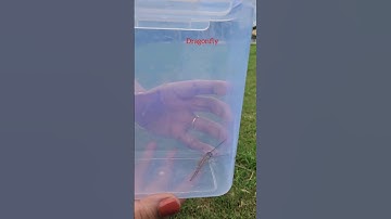 How To Collect Dragonfly #dragonflies #insectnetting #insectnetmethod