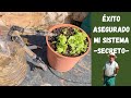 CÓMO HACER un INVERNADERO CON RIEGO INCORPORADO para cultivar lechugas con éxito y reutilizando