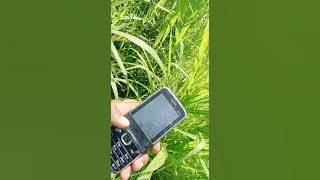 Pikat burung cigun 'ciblek gunung' dapat sejoli, Penghuni aviari baru