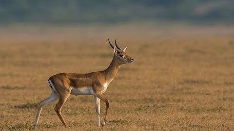 Way of the Hunter Gameplay Walkthrough Part 1 - NEW Realistic Open World Hunting st dijkot