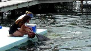 Dolphin Research Center in Florida Keys