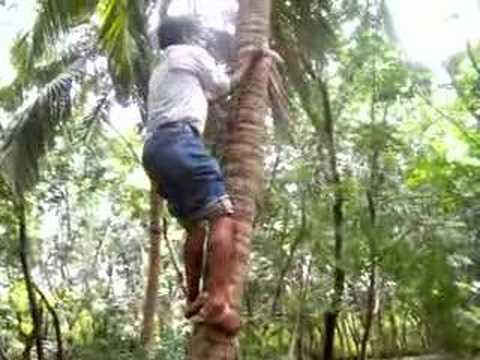 coconut tree climbing youtube
