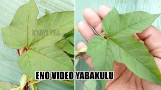 Okusikina Okutufu Eno Video Yabakulu Boka