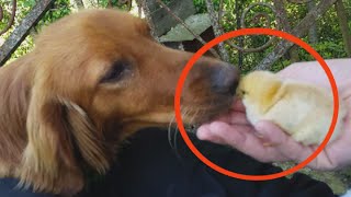 Cute Red Setter Dog Meeting Baby Chickens For The First Time  Dogs Reaction [NEW HD]