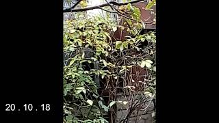 ОЧЕНЬ ШУМНЫЙ Вентилятор Центробежный Радиальный на ЛВЗ (СПИ РВВК) ЮГ Калининграда 20.10.2018